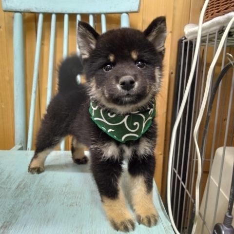 柴犬