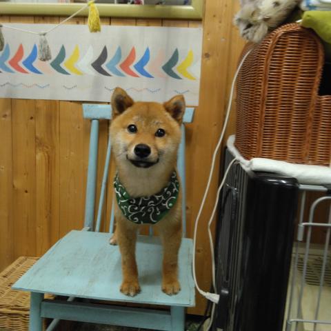 柴犬