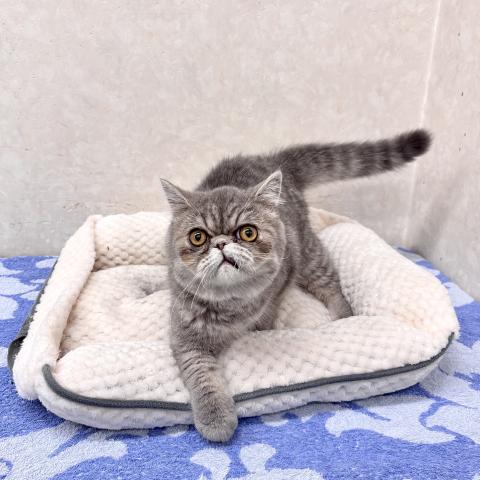 エキゾチックショートヘアー