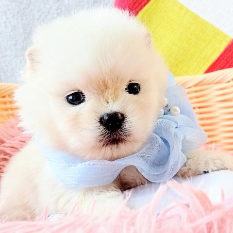 ポメラニアン