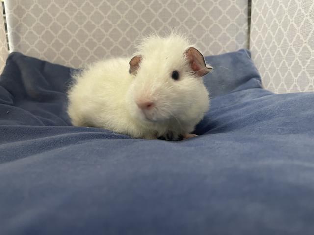 テディモルモット