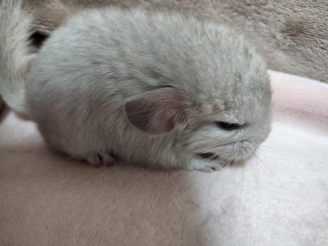 チンチラ