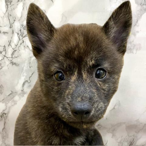 MIX豆柴犬×甲斐犬