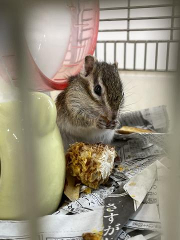 シマリス