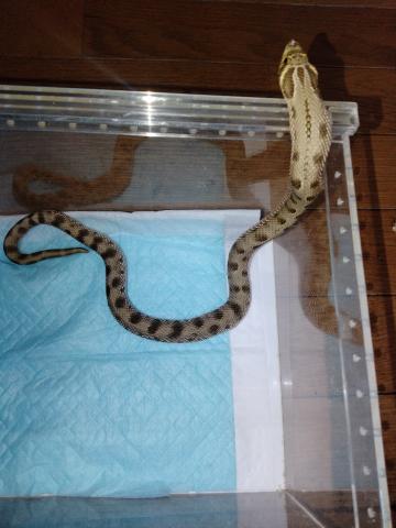 セイブシシバナヘビ