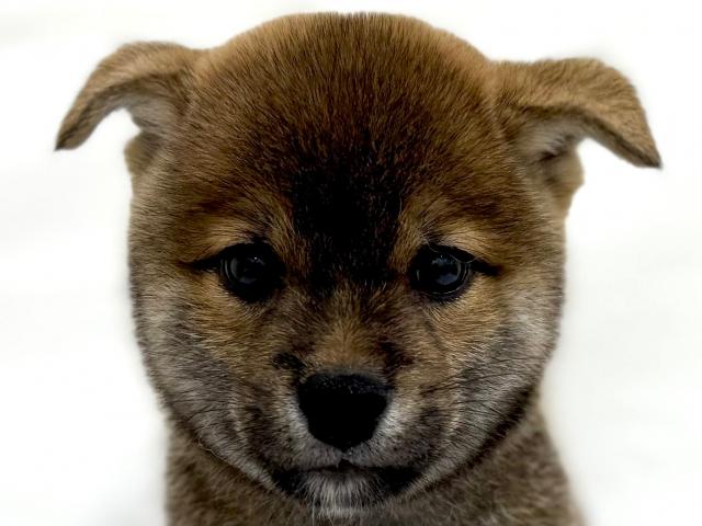 柴犬