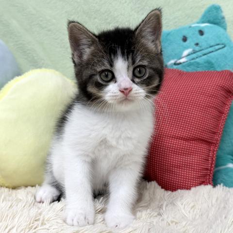 ブリティッシュショートヘア