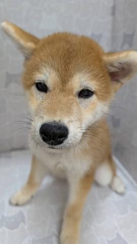 柴犬