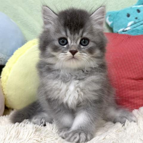ブリティッシュショートヘア