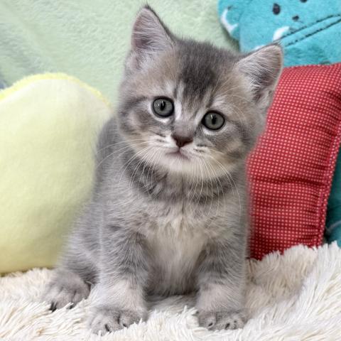 ブリティッシュショートヘア