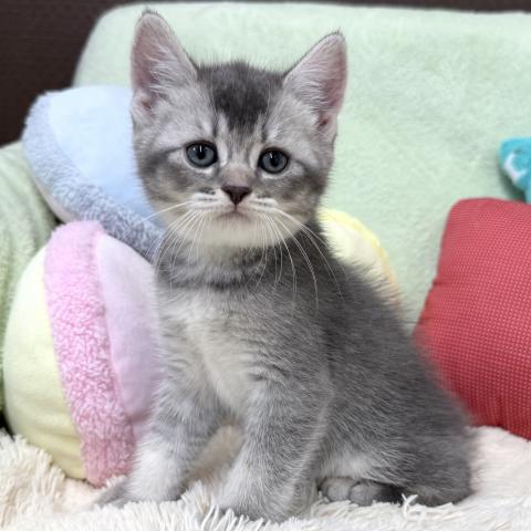 ブリティッシュショートヘア