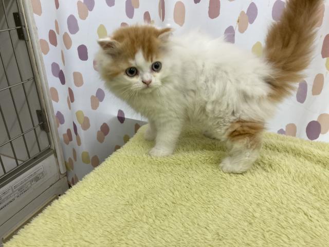 フォールデックス