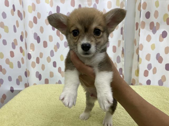ウェルシュコーギーペンブローク