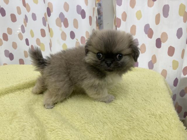 ペキニーズ