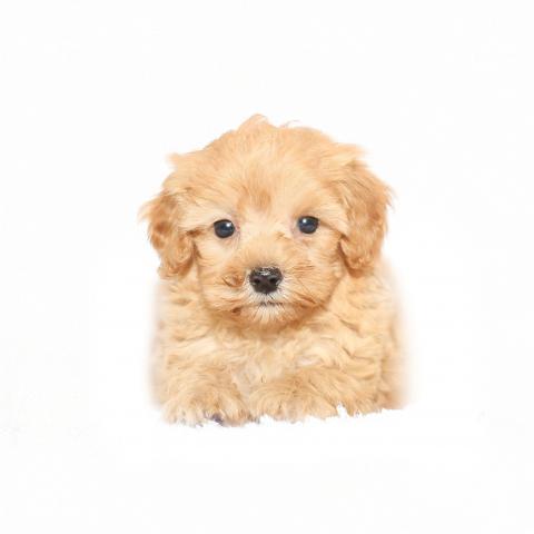 MIX