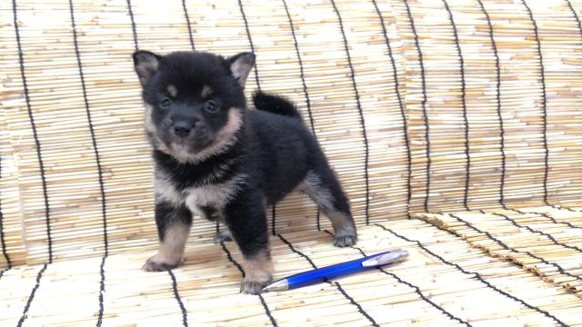 豆柴（柴犬）