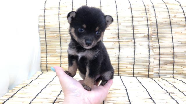 豆柴（柴犬）