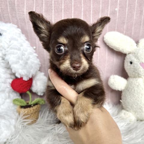 MIXチワックス