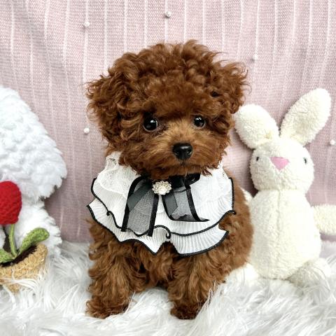 トイプードル(タイニーサイズ予想)