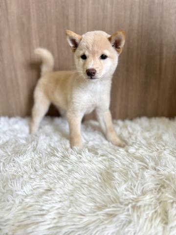 柴犬豆柴