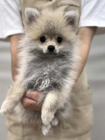 ポメラニアン