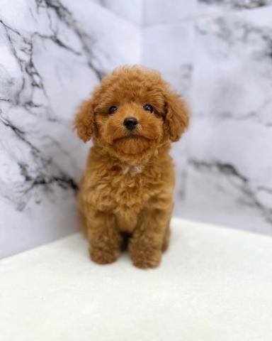 トイプードル【7/18お写真、動画更新♪】すごい小柄なトイプードルちゃんです！小さいワンちゃんお探しの方必見‼️