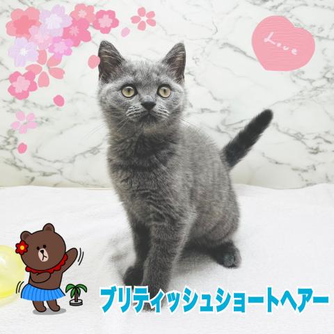ブリティッシュショートヘア