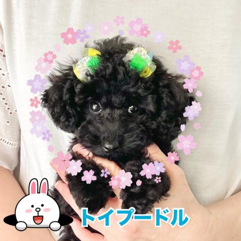 トイプードル