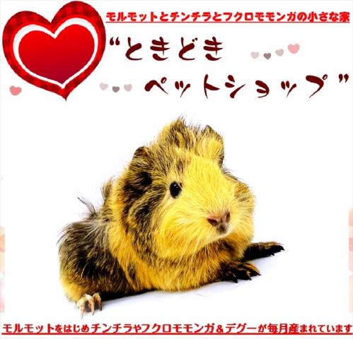 🐹アビシニアンモルモット