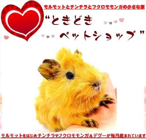 🐹アビシニアンモルモット