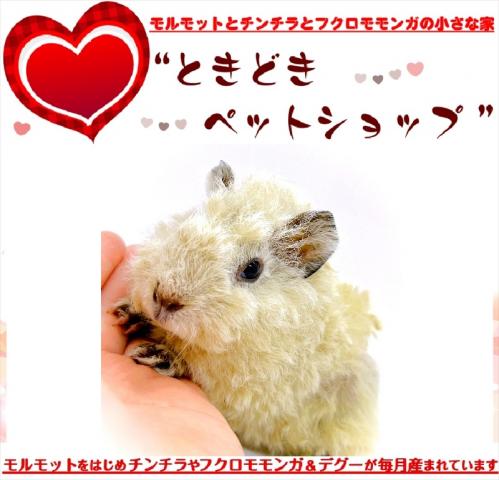 🐹テディモルモット