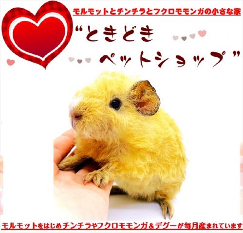 🐹テディモルモット