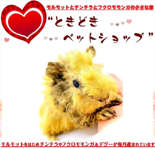 🐹テディモルモット