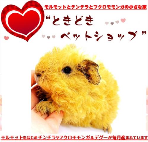🐹テディモルモット