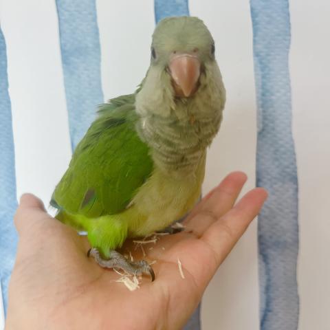 オキナインコ 　グリーン