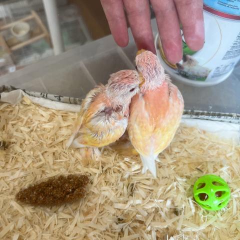 アキクサインコ 