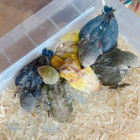 コザクラインコ　色々