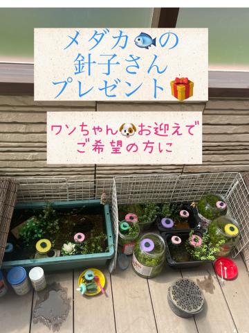 ブリーダーショップ　 ワンコレクティブ