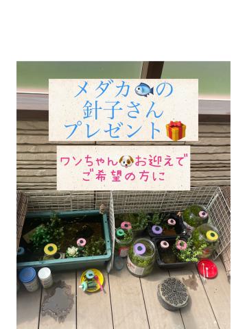ブリーダーショップ　 ワンコレクティブ
