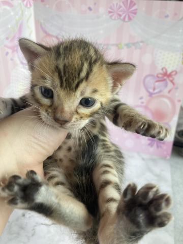 ベンガル
