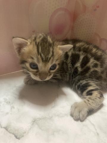 ベンガル