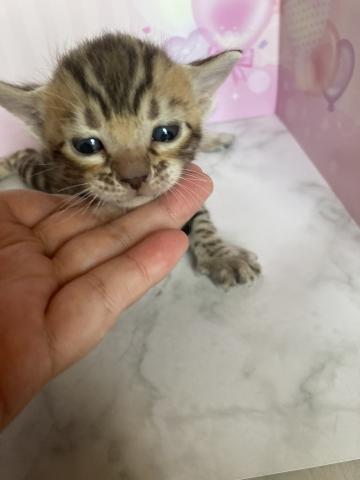 ベンガル