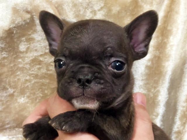 フレンチブルドッグ