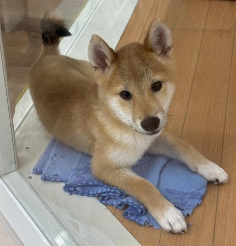 柴犬