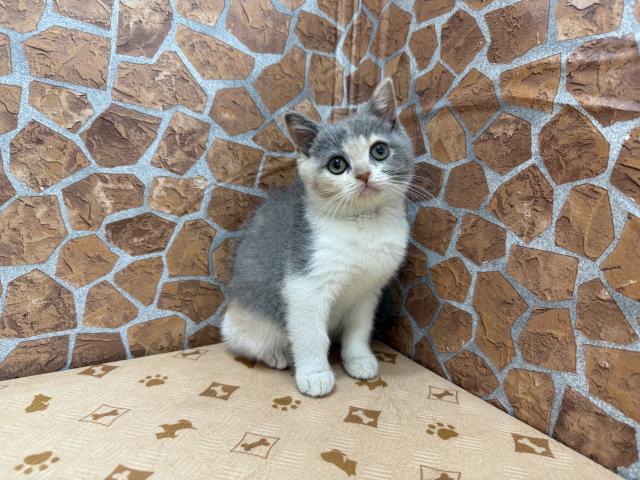 ブリティッシュショートヘア