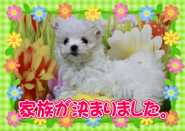 マルチーズ