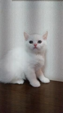 スコティッシュフォールド