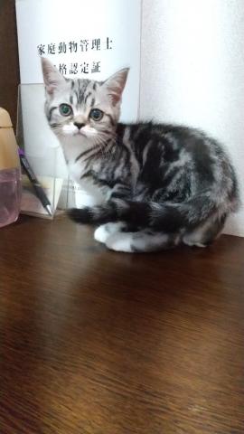 スコティッシュフォールド