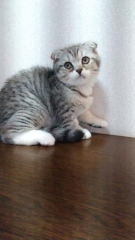 スコティッシュフォールド