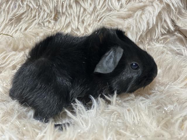 アビシニアンモルモット